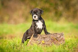 American Staffy Dog Breed Information Temperament Health