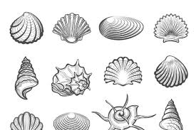 Featured how to draw sea shells. Hand Drawn Sea Shell Set Draw Sea Shell Drawing How To Draw Hands