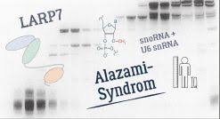 Außerdem wird bei der rna thymin durch urasil ersetzt beispiel: Neue Einblicke In Die Molekularen Ursachen Des Alazami Syndroms