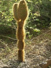 We did not find results for: Flora Und Pflanzenwelt Auf Galapagos Ecuador Discover