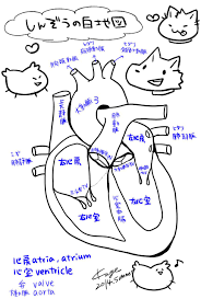 自律神経ネコ 学生の時に描いたもの ばななのかわそうこ お絵かきする看護師 看護ノート 看護学生 循環器系