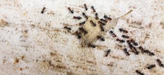 Contact good news pest solutions to get help with the pests in your home! Types Of Ants In Pa Prevention And Ant Control Tips