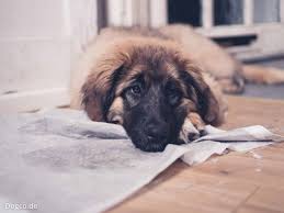Dann kann man den hund auch in wohnung und haus wunderbar und einfach beschäftigen! Hund Pinkelt In Wohnung Obwohl Stubenrein Protest