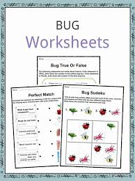 Bug Insect Facts Worksheets Information For Kids