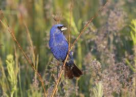 The birds were seen with eye swelling, crusty discharge and neurological… December 2017 Northward Expansion Of Blue Grosbeaks Into Massachusetts