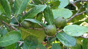 While the american persimmon is a native fruit tree, their fruits are not overly flavorful. Native Gardenia Atractocarpus Fitzalanii Tucker Bush