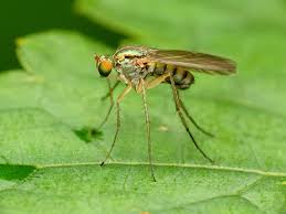 Image result for Dolichopentas