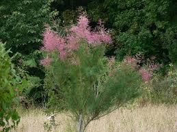Image result for tamarix ramosissima pink cascade