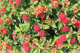 Very popular cut flower, coveted by florists trumpet shaped blooms 2 in. Lantana University Of Florida Institute Of Food And Agricultural Sciences