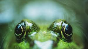Many were content with the life they lived and items they had, while others were attempting to construct boats to. 5 Freaky And Fascinating Frogs Mental Floss