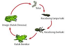 Dunia hewan merupakan salah satu dunia makhluk hidup yang sangat luas dan beragam. Ciri Ciri Metamorfosis Sempurna Dan Tidak Sempurna