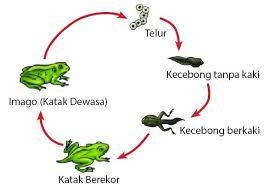 Nimfa adalah hewan muda yang mirip dengan hewan dewasa tetapi berukuran lebih kecil dengan perbandingan tubuh yang berbeda. Contoh Metamorfosis Sempurna Dan Tidak Sempurna Idschool