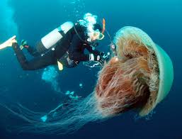 Image result for Jellyfish