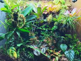 Lush Vivarium Goals Bioactive Vivarium Plants Fish Tank Terrarium