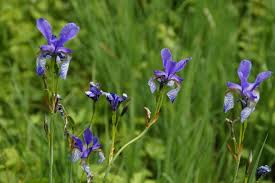 Seek medical assistance if a pet has ingested iris; Irises How To Plant Grow And Care For Iris Flowers The Old Farmer S Almanac