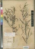 Image result for Caperonia fistulosa