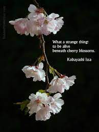 Baddest Mother Ever Cherry Blossom Quotes Cherry Blossom Flowers Blossom Quotes