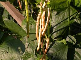Image result for Vigna radicans