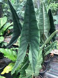 The zebrina is a tropical houseplant that. Facebook