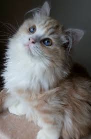 20 Most Popular Long Haired Cat Breeds Ragamuffin Cat Cats Cat Lovers