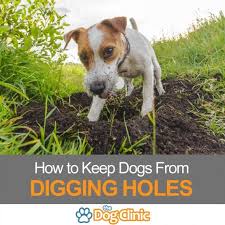 Maybe you would like to learn more about one of these? How To Keep Dogs From Digging Holes Positive Method