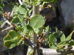 Image result for Commiphora schlechteri