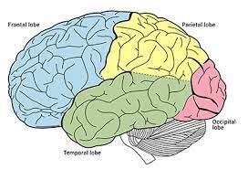 Lobes Of The Brain Queensland Brain Institute University Of Queensland