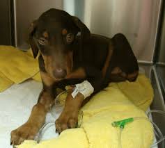 Below you will find teacup yorkie breeders, yorkie rescues, shelters and humane society organizations from all of the 50 states that will help you find the perfect … Adamas Dobermans Rescue