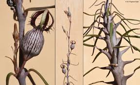 Image result for Ceropegia stenantha