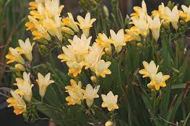 Freesia Caryophyllacea Buy Online At Annie S Annuals Perennials Perennial Flowering Plants Herbaceous Perennials Flower Garden
