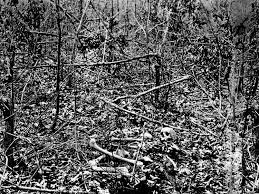 Lee and the confederate army of northern virginia in the american civil war. Original Photographs From The Civil War Civil War Photography Battle Of The Wilderness Civil War