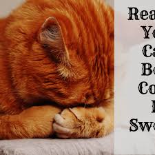 Here are some reasons your cat might drool too being stressed can cause your cat to drool. Possible Reasons Why Your Cat Has A Swollen Abdomen Or Belly Pethelpful By Fellow Animal Lovers And Experts