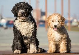Spanish Water Dog - Wikipedia