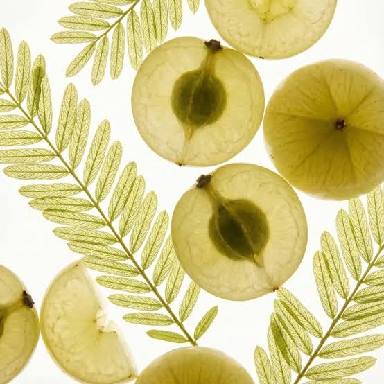 Amalaki Benefits (Emblica officinalis) | Ayurveda & Science