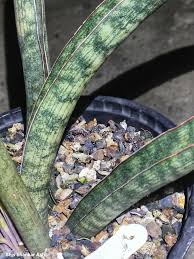 Image result for Sansevieria hallii