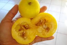 Mudas Frutíferas (Nativas e Exóticas) - Frutabella