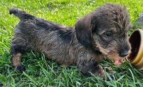 Image result for jezevčík drsnosrstý