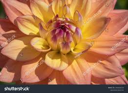 28 Melody Dora Dahlia Royalty-Free Images, Stock Photos & Pictures |  Shutterstock