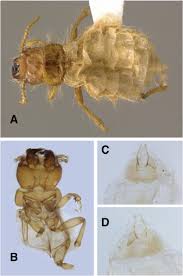 Uncover why above & beyond pest control is the best company for you. Review Of North American Dascillidae Coleoptera Dascilloidea With Descriptions Of Dramatic Female Wing Reduction