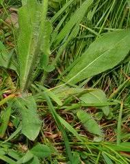 Image result for Hypericophyllum elatum