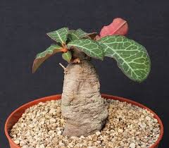 Image result for Euphorbia platycephala