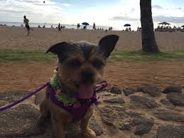 Magical, meaningful items you can't find anywhere else. Oahu S Dog Friendly Beaches Hawaii Real Estate Market Trends Hawaii Life