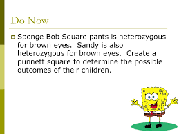 R = round t = tall r spongebob squarepants recently met spongesuzie roundpants at a dance. Sample Problems Daffy Duck Is Heterozygous For Black Feathers Daisy Duck Is Homozygous For Yellow Feathers Set Up A Punnett Square And Determine Ppt Download