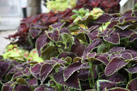 We did not find results for: Top 10 Shade Plants For North Houston Kingwood Garden Center