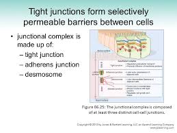 In vivo these cells contribute to epithelia the behaviour of such cells is fundamentally different from the behaviour of epithelial cells in cell sheets. Fundamentals Of Cell Biology Ppt Video Online Download