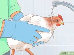 3 Ways To Help A Pecked Chicken With A Wound Wikihow