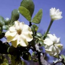 Image result for Feretia aeruginescens