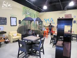 The cats you will see are all disadvantaged, previously stray cats who were rescued and brought to us by our sister organization, the feline foundation. Lola On The Road Orlando Cat Cafe Clermont Fl Lola The Rescued Cat