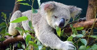 Endemic species are plants or animals that exist only in one geographic region. What Is An Endemic Species