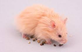 Id prefer a female so i went into petco (which, yes, i know has a bad rep) to at least see their selection. Popular Pet Hamster Breeds Compared Lovetoknow